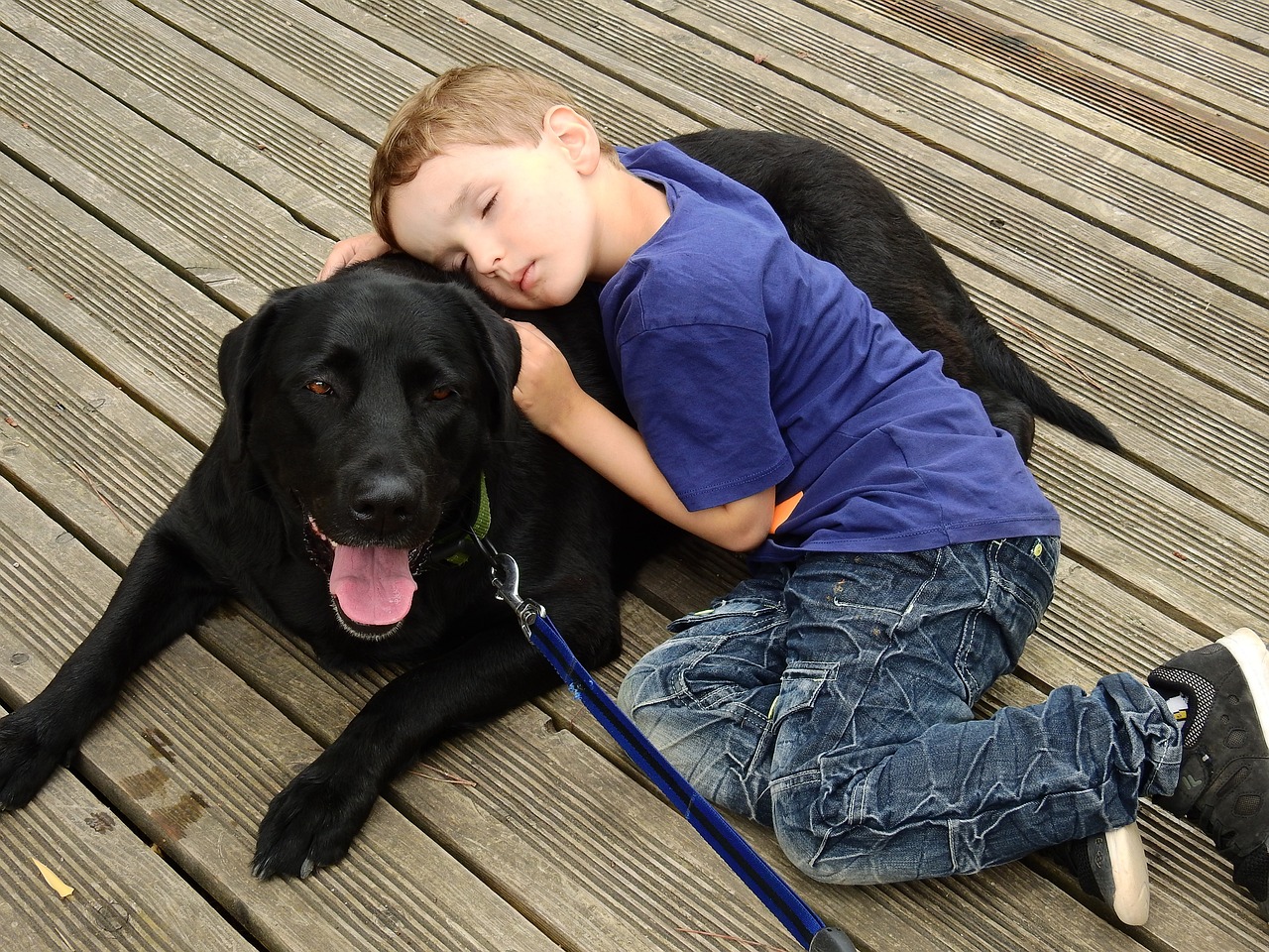 Labrador
